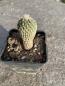 Preview: Encephalocarpus strobiliformis